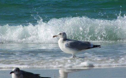 Seaside Beach Resort Anna Maria Island/