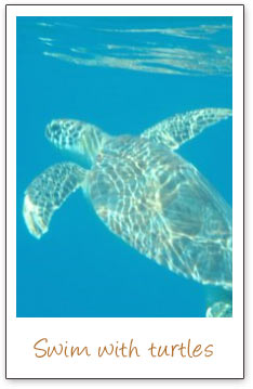 Swim with Turtle at Bolongo Bay Beach Resort